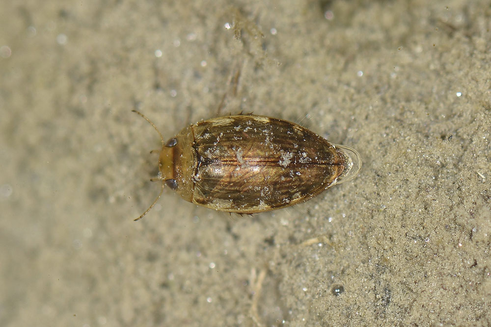 Laccophilus hyalinus?  No, Laccophilus minutus